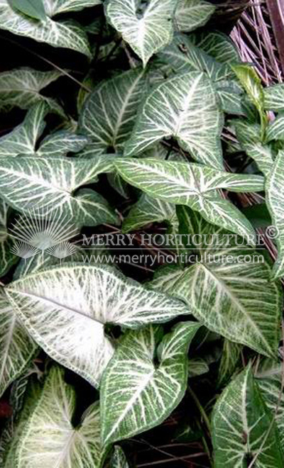 Syngonium Podophyllum 'White Butterfly'